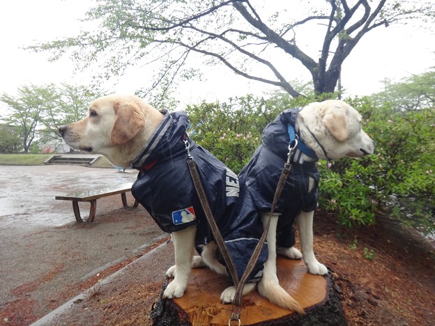 雨です