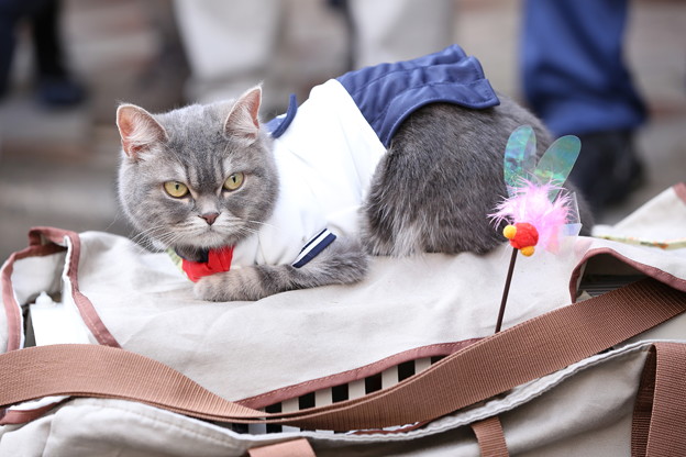 セーラー服の猫 写真共有サイト フォト蔵