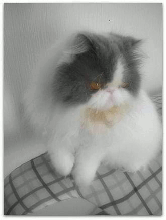 動く036 写真: 動く036