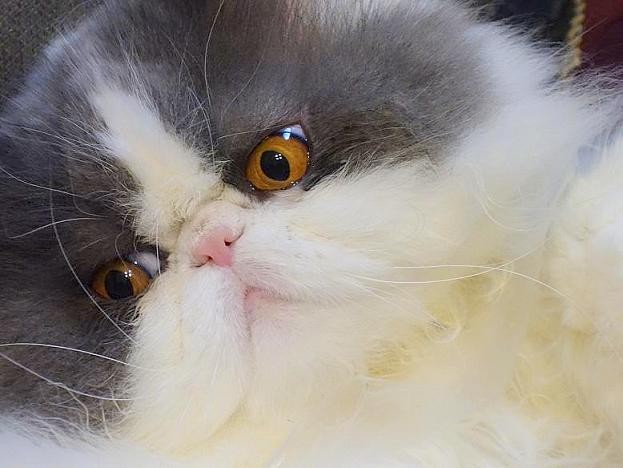 猫じゃらしに夢中