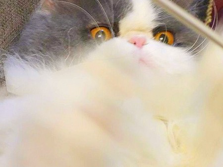 これは面白いぞぉ♪