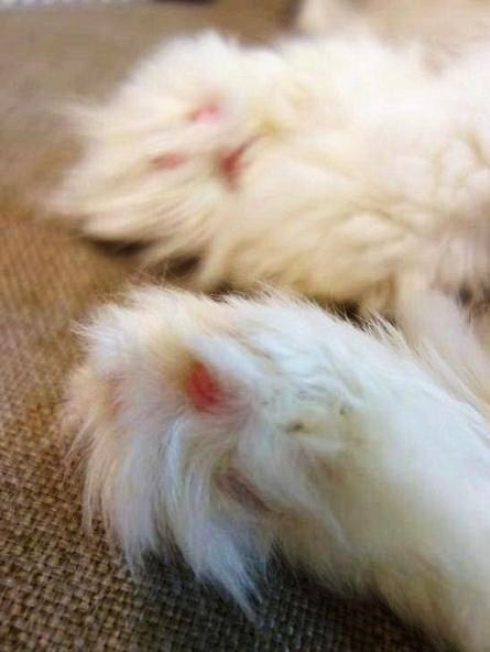 ハミ毛ボーボー(笑)
