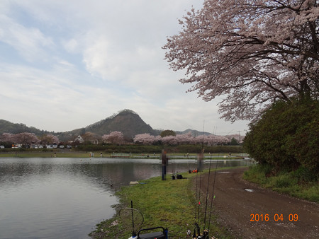 桜の加賀フィッシングエリア