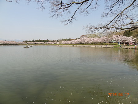 ２０１６年４月春の東山湖