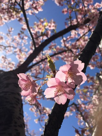 近所の緋寒桜03