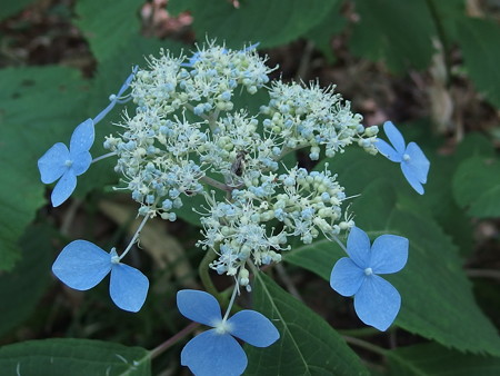 P7290318
