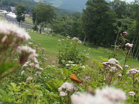 P7290379