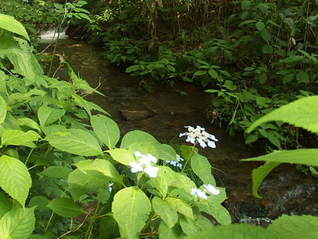 P7290442