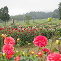 Photos: P9060112