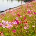 しながわ花海道
