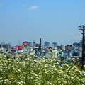 Photos: 横浜