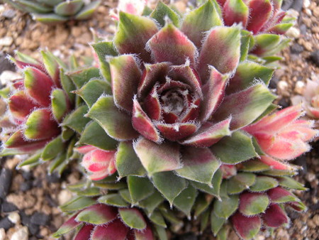 Sempervivum 'Vanilla Siphon'