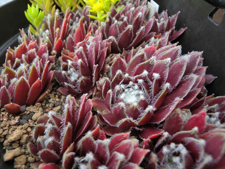 Sempervivum 'Donner rose'