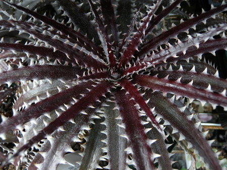 Dyckia 'Brittle Star'