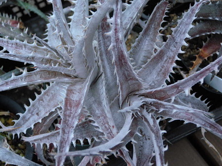 Dyckia sp.
