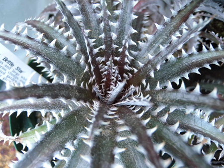 Dyckia 'Brittle Star'