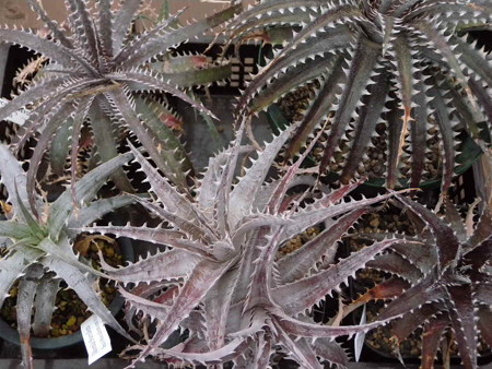 Dyckia