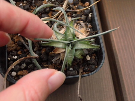 Dyckia remotiflora cv. 'Yakuza'