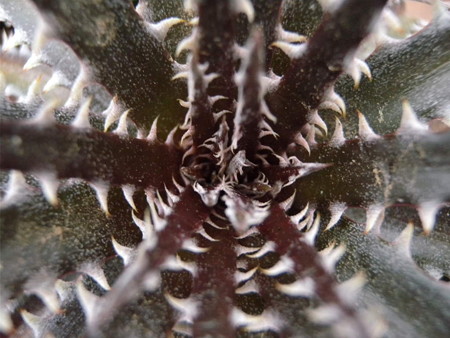 Dyckia