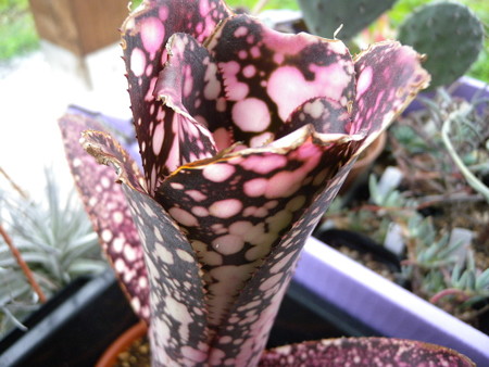 billbergia moulin rouge