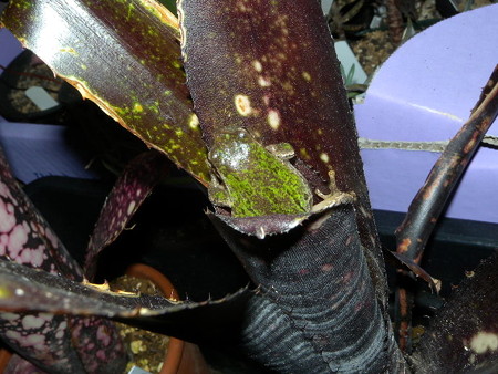billbergia darth vader