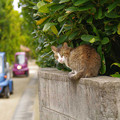 Photos: s1690_塀の上の猫