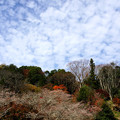 Photos: 秋山の賑わい