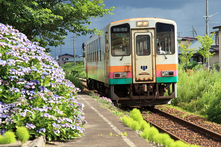紫陽花とフラワー長井線
