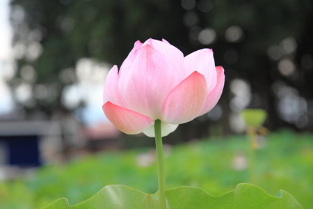 谷柏古代蓮２