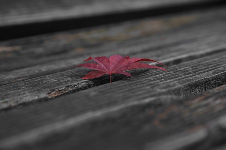 ベンチと紅葉１