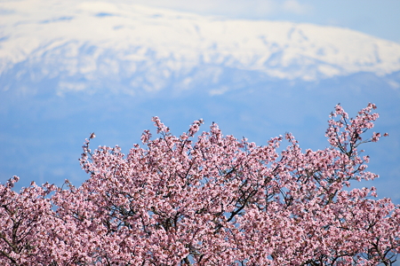 西蔵王　大山桜