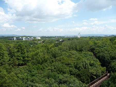 140830-万博記念公園 (15)