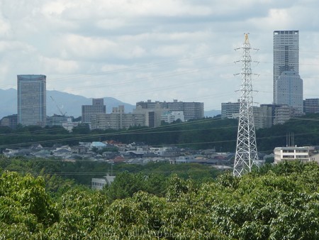 140830-万博記念公園 (23)