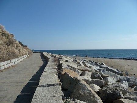 160110-伊良湖岬 (49)