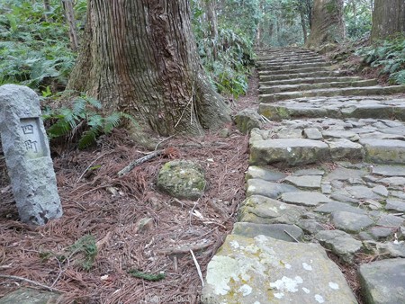 160324-熊野古道 大門坂 (71)