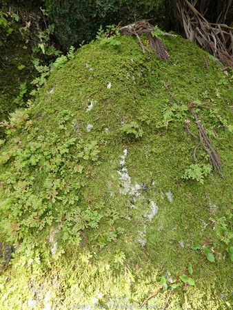 160324-熊野那智大社 熊野古道 (11)