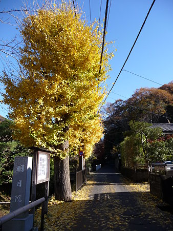 091204-明月院