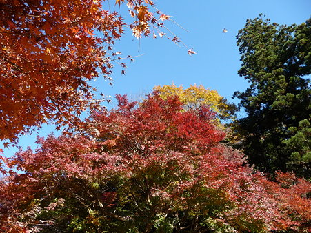 091204-明月院庭園 (40)