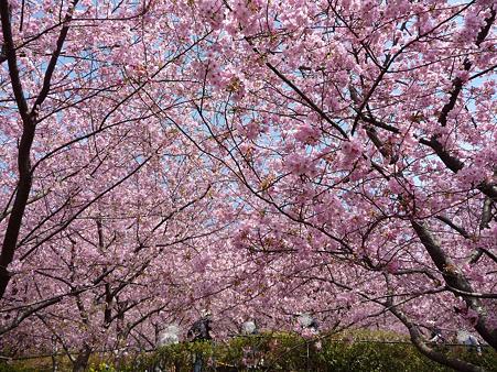 100223-松田山 河津桜 (21)