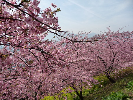 100223-松田山 河津桜 (45)