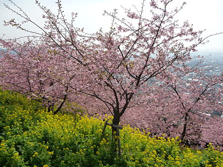 100223-松田山 河津桜 (80)
