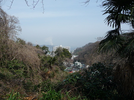 100301-田浦梅林 (1)