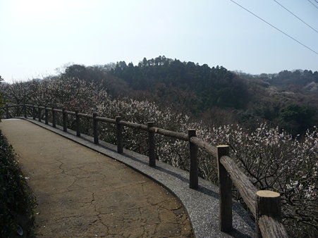 100301-田浦梅林 (17)