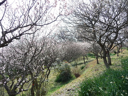 100301-田浦梅林 (47)