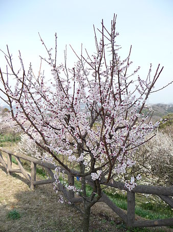100301-田浦梅林 (48)