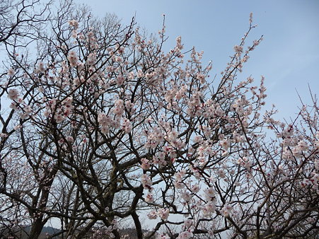 100301-田浦梅林 (78)