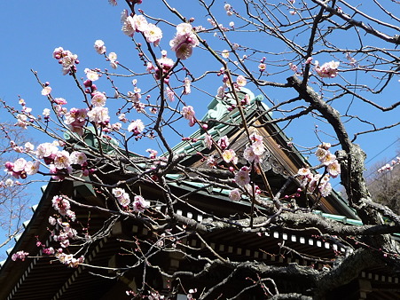 110225-海蔵寺 (10)