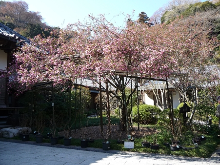 110406-光則寺 (13)