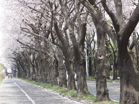 110411-海軍道路 (114)