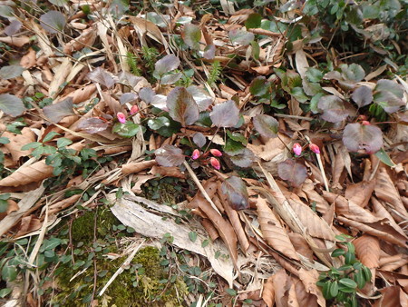 P4090020